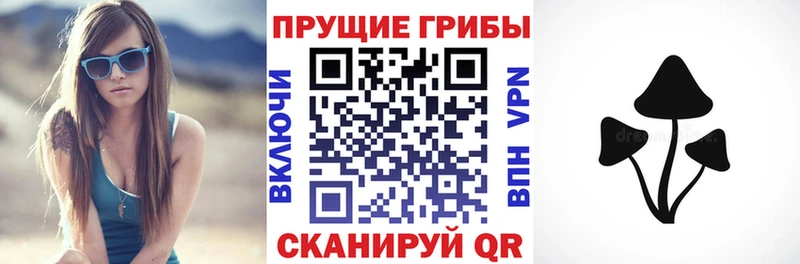 Галлюциногенные грибы Psilocybine cubensis  где продают   Багратионовск 